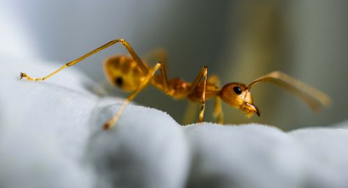 red ant ant macro