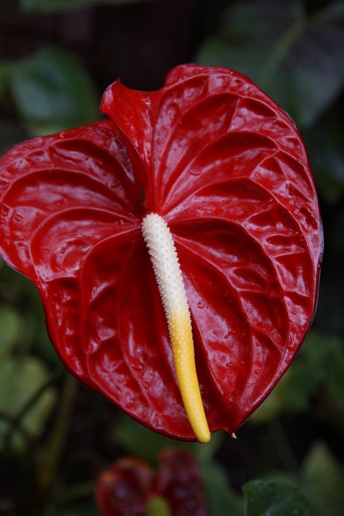 red anthurie anthurium red