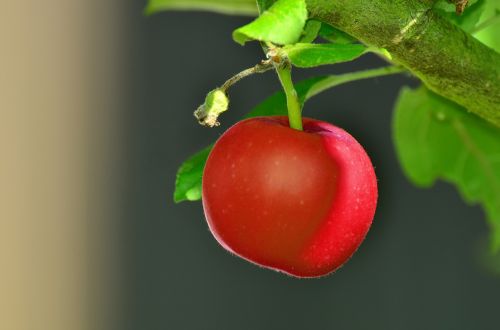 red apple tree apple tree