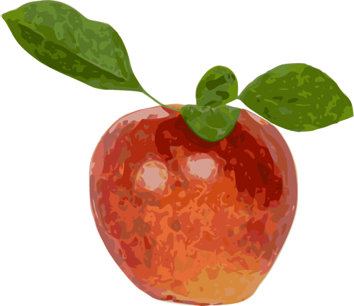 red apple fruit apple