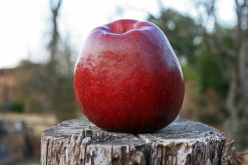 Red Apple On A Post 2