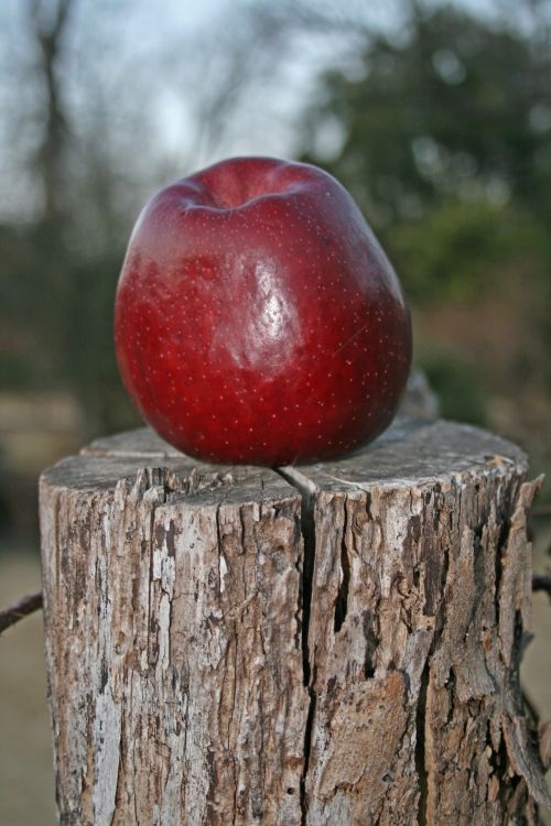 Red Apple On A Post