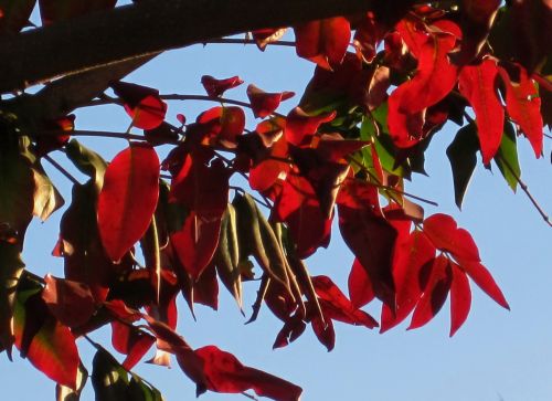 Red Autumn Leaves