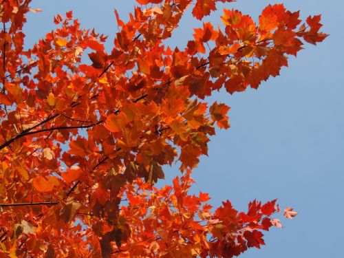 Red Autumn Leaves