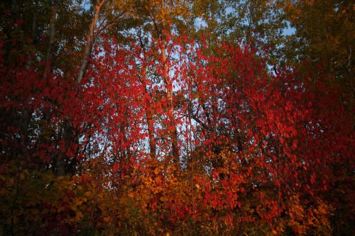 Red Autumn Leaves