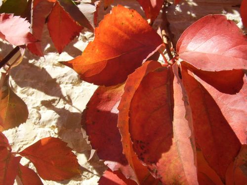 Red Autumn Leaves