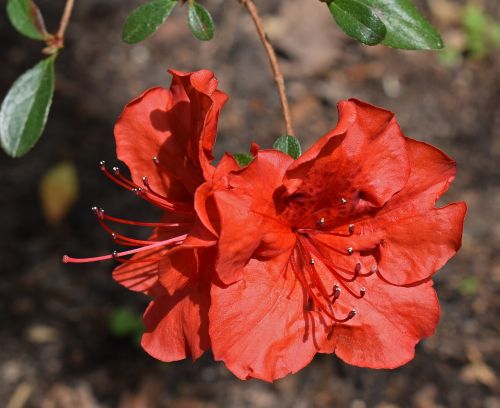 red azalea azalea flower