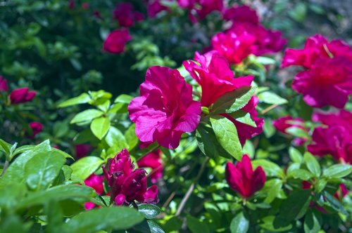 red azalea  blossoms  azalea