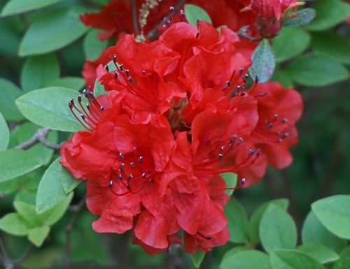 red azalea cluster azalea flower