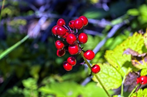 red baneberries  bane  berries
