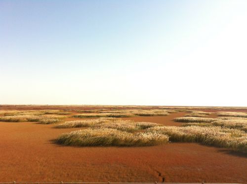 red beach beach reed