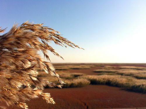 red beach beach reed