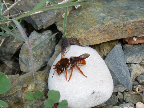 red bee rhodanthidium sticticum nature