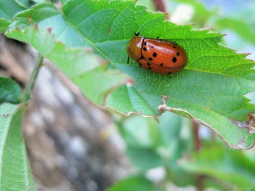 Red Beetle On Leaf