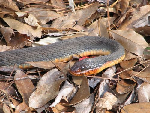 red bellied watersnake nonvenomous ground