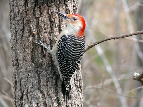 red bellied woodpecker bird tree
