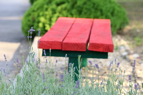 red bench  blue lavender  relaxation