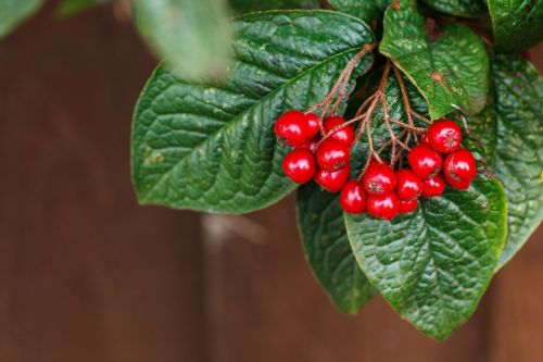 Red Berries