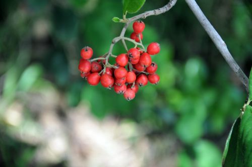 Red Berries