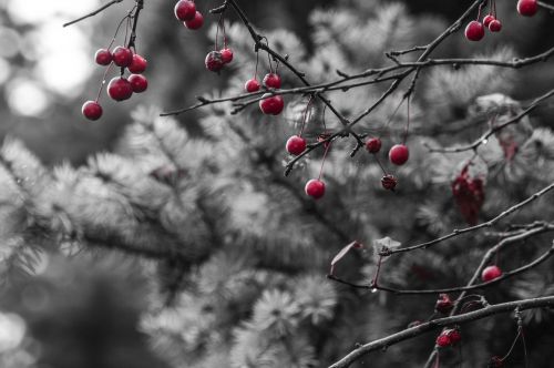 red berries pine tree winter