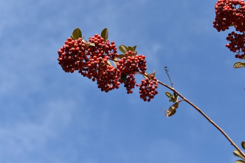 red berries  cotoneaster  plants