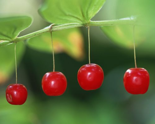 red berries fresh medium fruit