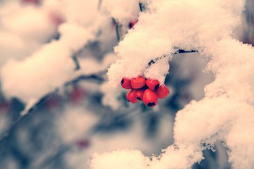 Red Berries And Snowy Branch