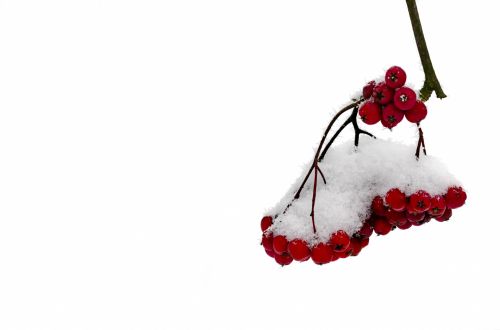 Red Berries And Snowy Branch