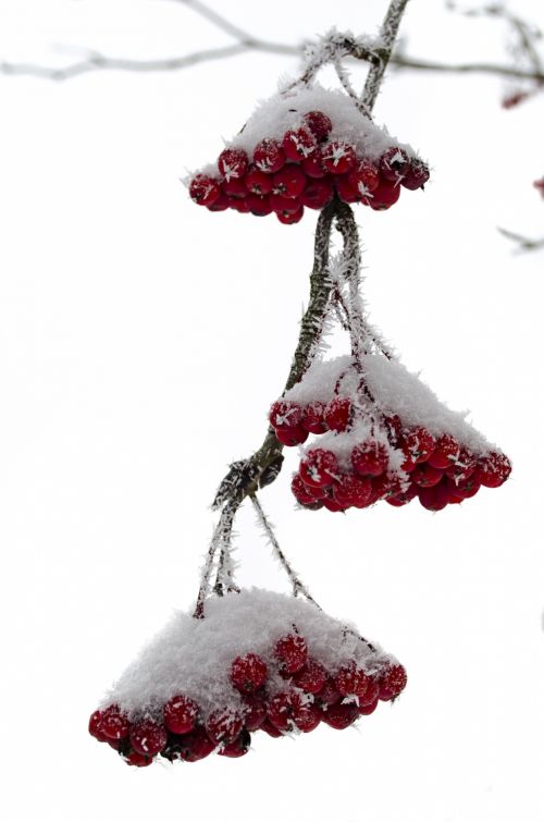 Red Berries And Snowy Branch