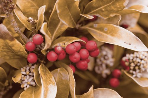 Red Berries Gold Leaves