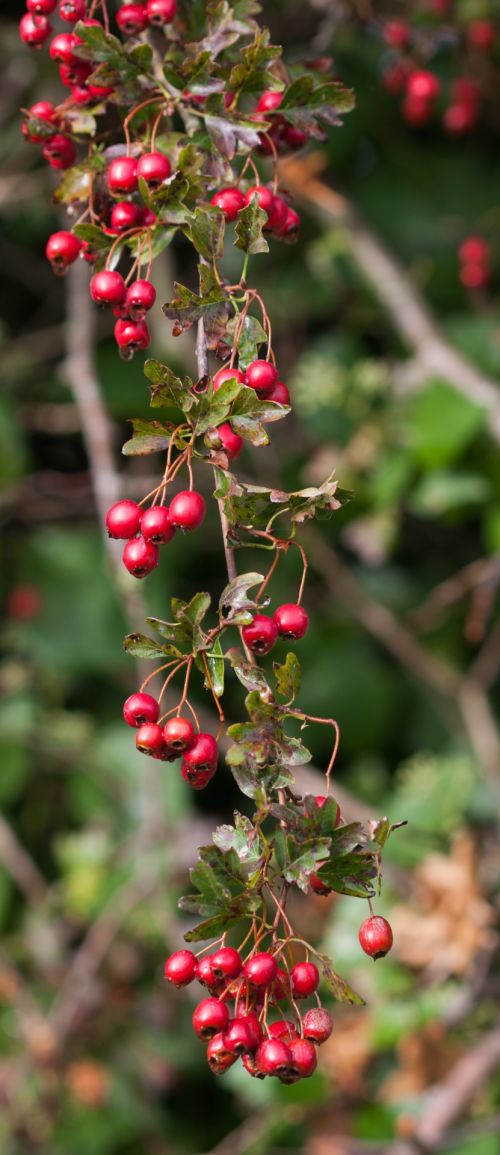 Red Berries In Autumn