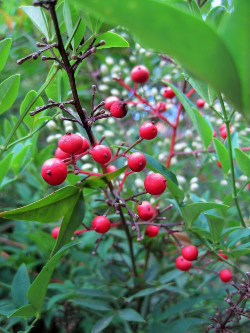 Red Berries Of Holy Bamboo
