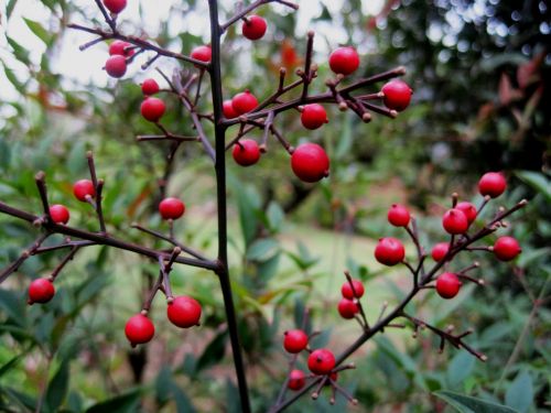 Red Berries, On Holy Bamboo