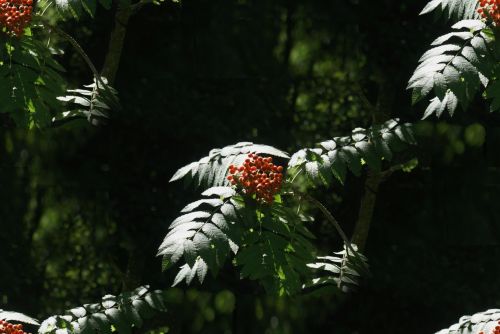 Red Berry Forest Fern Tile