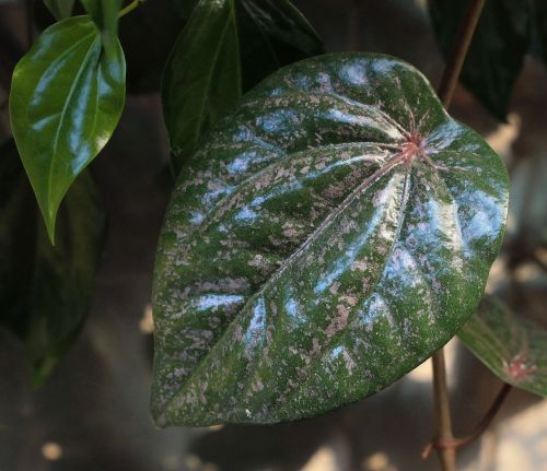 red betel leaf plant medicine