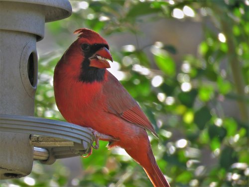 red bird  cardinal  wildlife