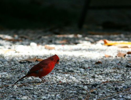 red bird northern cardinal feathers