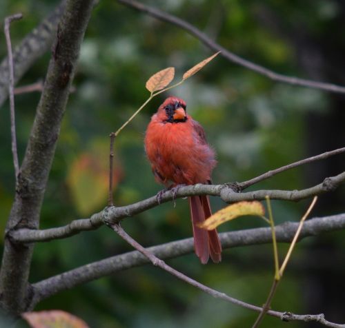 red bird bird cardinal