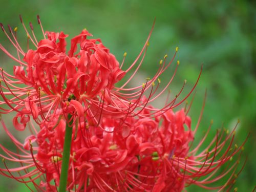 Red Blooms