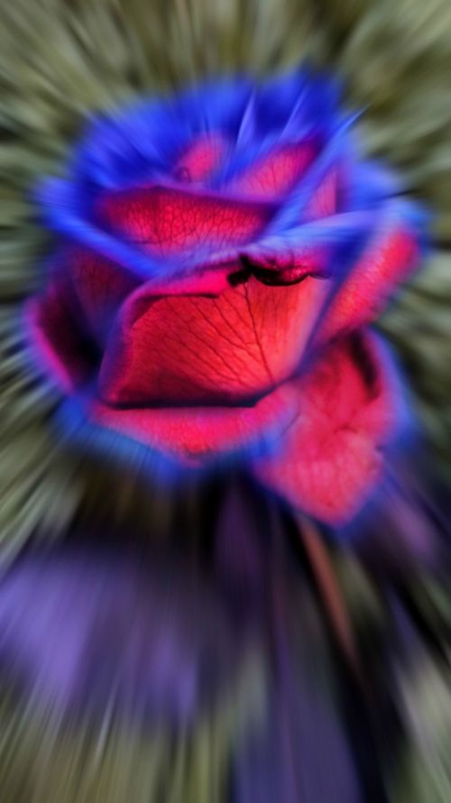 Red-Blue Blurred Fairytale Rose