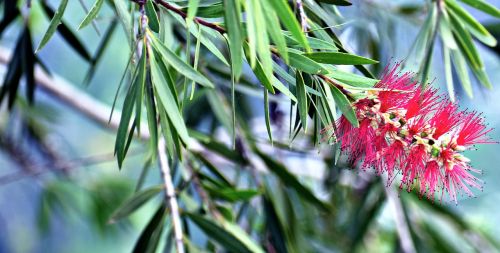 red bottlebrush callistemon plant