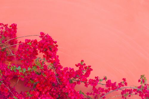 Red Bougainvillea And The Wall