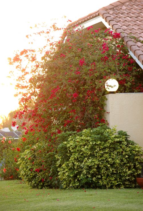 Red Bougainvillea Bush House Light