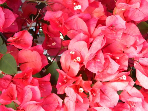 Red Bougainvillea Flower