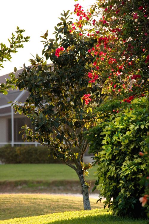 Red Bougainvillea In The Evening