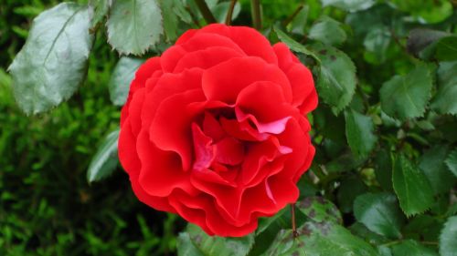 Red Bright Rose