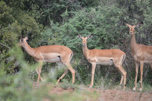 red buck animal environment