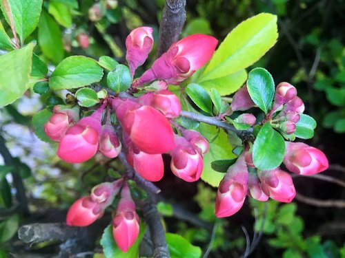 red buds  bush  spring