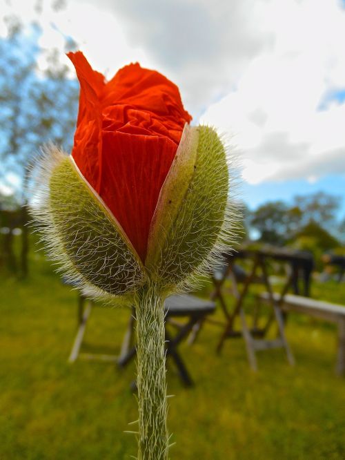 red buds flower cloud