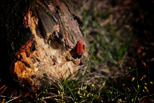 red bug  nature  bug